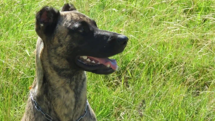 Cimarrón Uruguayo Dog photo
