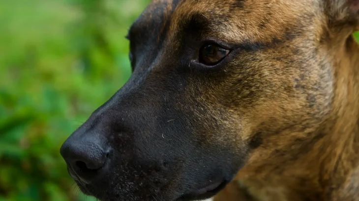 Cimarrón Uruguayo Dog photo
