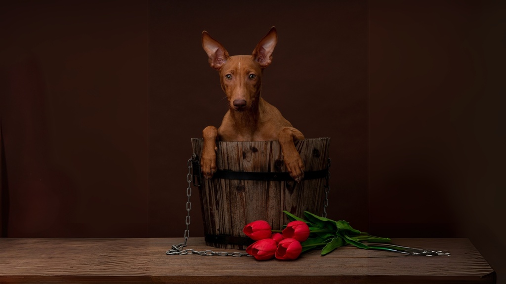 Cirneco Dell'Etna Dog photo