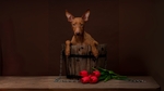 Cirneco Dell'Etna Dog photo