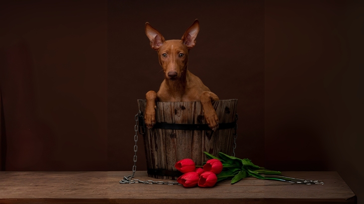 Cirneco Dell'Etna Dog photo