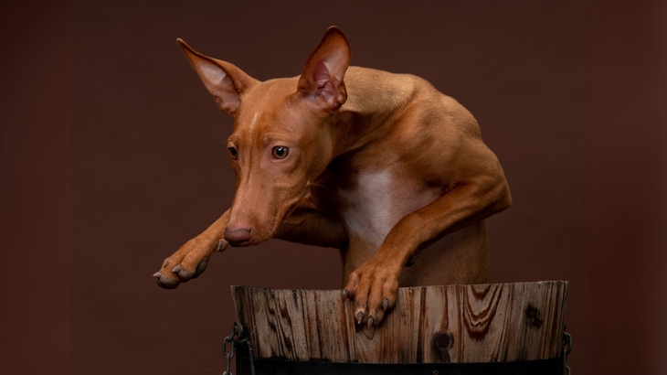 Cirneco Dell'Etna Dog photo