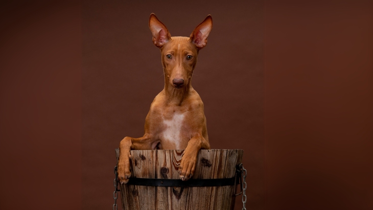 Cirneco Dell'Etna Dog photo
