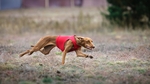 Cirneco Dell'Etna Dog photo