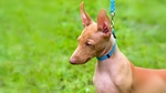 Cirneco Dell'Etna Dog photo