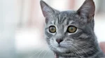 Clippercat Cat photo