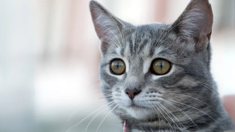 Clippercat Cat photo