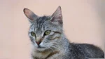 Clippercat Cat photo