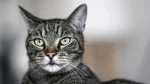 Clippercat Cat photo