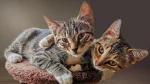 Clippercat Cat photo