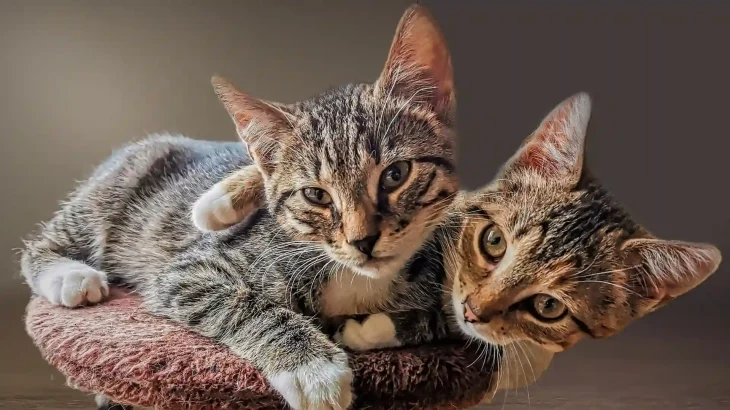Clippercat Cat photo