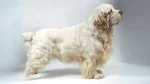 Clumber Spaniel Dog photo