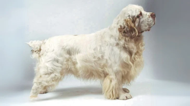 Clumber Spaniel Dog photo