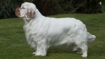 Clumber Spaniel Dog photo