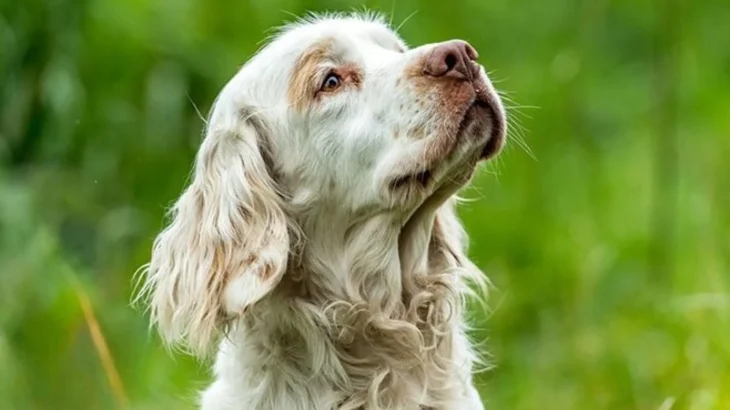 Clumber Spaniel Dog photo