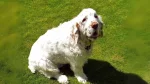 Clumber Spaniel Dog photo