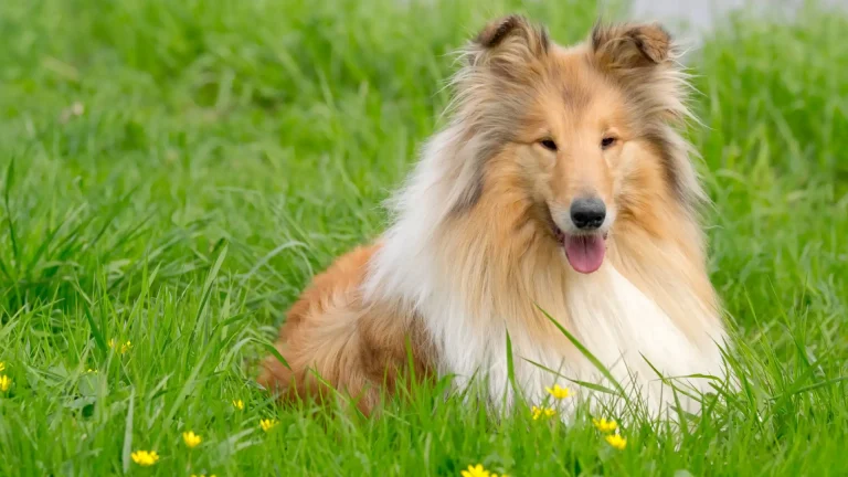 Collie Dog photo
