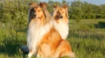Collie Dog photo