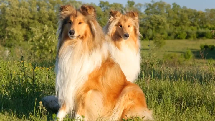 Collie Dog photo
