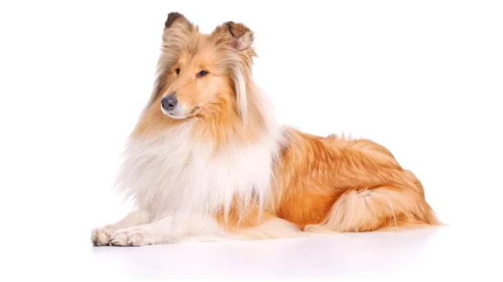 Collie Dog photo