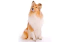 Collie Dog photo