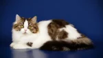 Colorpoint Longhair Cat photo