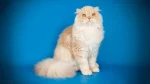 Colorpoint Longhair Cat photo