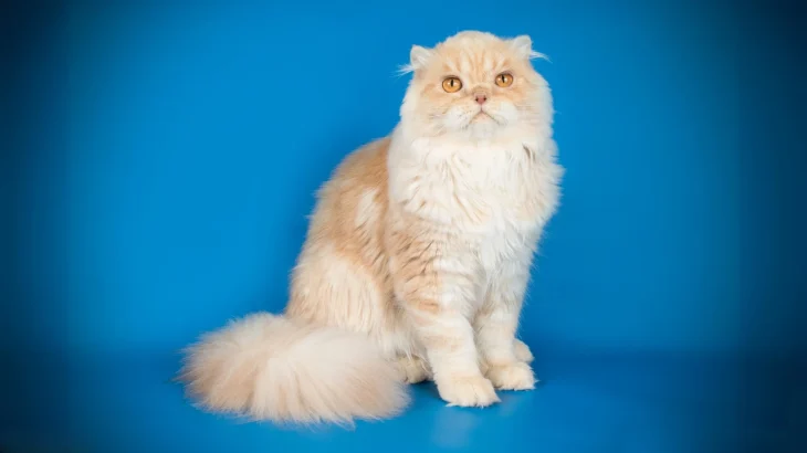 Colorpoint Longhair Cat photo