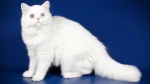 Colorpoint Longhair Cat photo