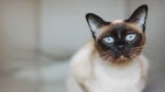 Colorpoint Shorthair Cat photo