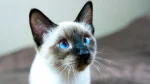 Colorpoint Shorthair Cat photo