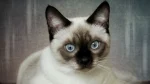 Colorpoint Shorthair Cat photo