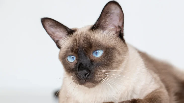 Colorpoint Shorthair Cat photo