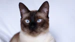 Colorpoint Shorthair Cat photo
