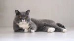 Colourpoint British Shorthair Cat photo