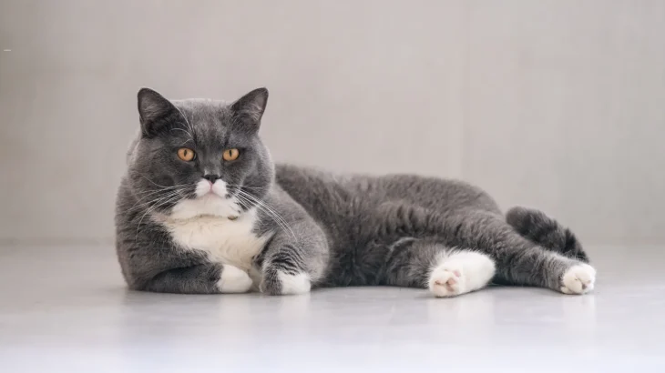 Colourpoint British Shorthair Cat photo
