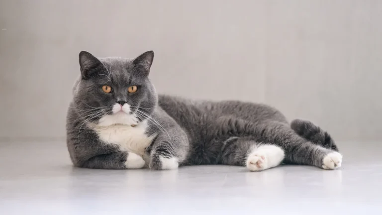 Colourpoint British Shorthair Cat photo