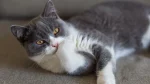Colourpoint British Shorthair Cat photo