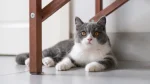 Colourpoint British Shorthair Cat photo