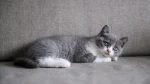 Colourpoint British Shorthair Cat photo