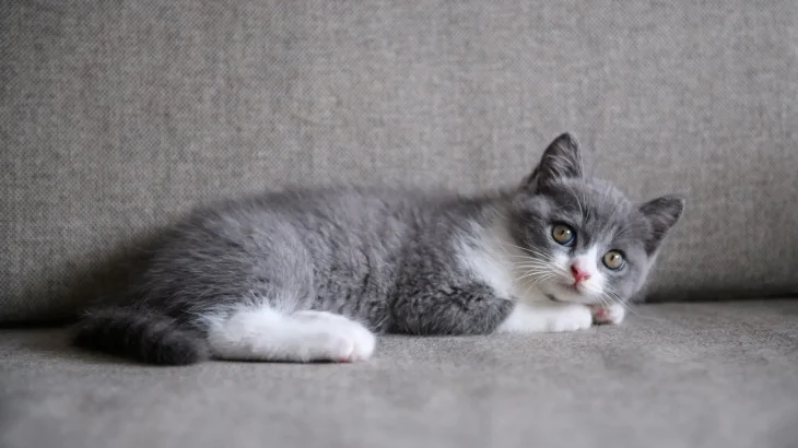 Colourpoint British Shorthair Cat photo
