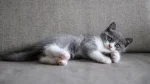 Colourpoint British Shorthair Cat photo