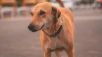 Combai Dog photo