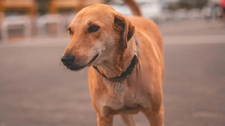 Combai Dog photo