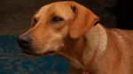 Combai Dog photo