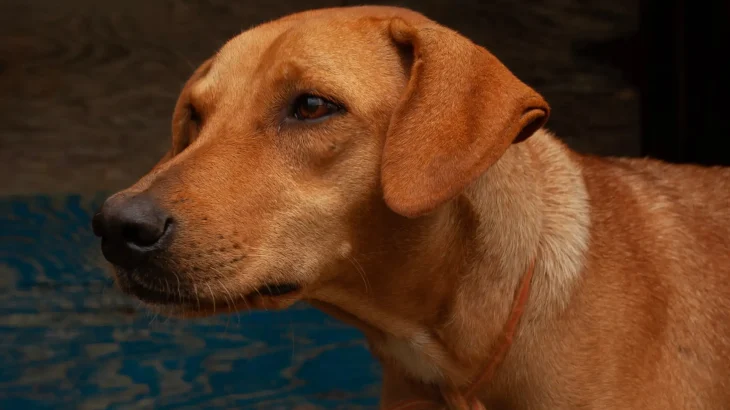 Combai Dog photo