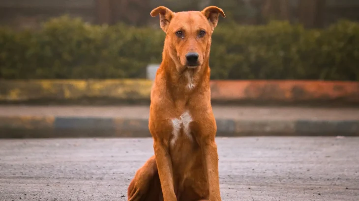 Combai Dog photo
