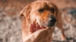 Combai Dog photo