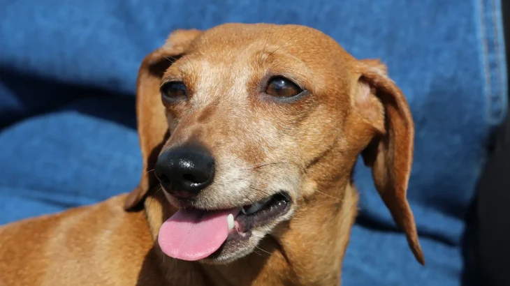 Combai Dog photo