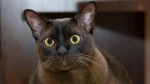 Contemporary Burmese Cat photo